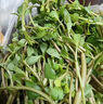 良知農哥 【順豐】新鮮現挖馬齒莧菜 馬齒莧長(cháng)壽菜五行草 【綠梗馬齒莧】 4斤（更劃算） 曬單實(shí)拍圖