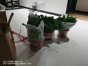 雙盟綠蘿盆栽除甲醛花卉綠植辦公室新房?jì)艋諝?60加高4盆裝源頭直發(fā) 曬單實(shí)拍圖
