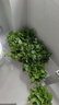 雙盟綠蘿盆栽除甲醛花卉綠植辦公室新房?jì)艋諝?80加侖4盆裝源頭直發(fā) 曬單實(shí)拍圖