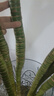 【帶根富貴竹轉(zhuǎn)運竹龍竹】招財水培植物客廳彎竹開運竹子盆栽花卉 50-55cm多頭龍竹--6支 曬單實拍圖