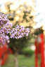 佳能（Canon）RF50mm F1.8 STM 大光圈標準定焦鏡頭 小痰盂人像定焦鏡頭 EOS R系列 RF卡口微單相機鏡頭 曬單實(shí)拍圖