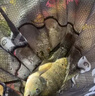 吳亞釣魚餌料浮底抽心黑坑草魚鯉魚鯽魚散炮顆粒鰱鳙魚餌野釣專用 果味1包+垂神2號+垂神4+功夫果園 曬單實拍圖