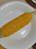 佳農(nóng)寶菜山東新鮮水果玉米單根275g+鮮甜多汁4-7根凈重4.6斤源頭直發(fā) 曬單實拍圖