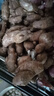 麗雯正宗新鮮沙姜廣東茂名信宜高州特產(chǎn)老姜蘸料調味香配料三山奈 沙姜1斤 曬單實(shí)拍圖