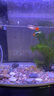 孔雀魚(yú)精品純種魚(yú)苗觀(guān)賞魚(yú)金魚(yú)熱帶小型淡水好養耐活斑馬鳳尾小魚(yú) 精品孔雀隨機1對送1對備損 曬單實(shí)拍圖