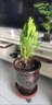 灑金柏扁柏側柏盆栽盆景庭院陽(yáng)臺室內外種植易活好養花卉四季常青 黃金柏1顆高度20-30cm【不含盆 帶土球發(fā)貨】 曬單實(shí)拍圖