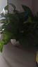 行湘綠蘿盆栽水培綠植新房除甲醛植物 180#原盆12盆+吸水盆 源頭直發(fā) 曬單實拍圖
