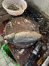 南啵丸電動(dòng)刮魚(yú)鱗神器刨刮鱗器打魚(yú)鱗器防水全自動(dòng)無(wú)線(xiàn)刮魚(yú)鱗機家用商用 電動(dòng)刮魚(yú)鱗器【無(wú)線(xiàn)充電款】 各種魚(yú)都可刨 曬單實(shí)拍圖
