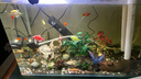 紅綠燈魚(yú)小型熱帶燈科魚(yú)活體草缸群游魚(yú)觀(guān)賞魚(yú)寶蓮燈斑馬魚(yú)孔雀魚(yú) 1.6cm左右紅綠燈5條 曬單實(shí)拍圖