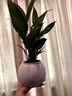 白掌盆栽一帆風(fēng)順開(kāi)花植物辦公室室內四季好養植物喜陰陶瓷盆 原盆原土+一帆風(fēng)順帶花苞 曬單實(shí)拍圖