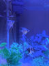 博宇（BOYU）生態(tài)金魚缸變色燈光水族箱 客廳桌面超白玻璃魚缸辦公室懶人魚缸 白帶柜60長(zhǎng)32寬122高 智能液顯變色 魚缸標(biāo)配+造景套餐 曬單實(shí)拍圖