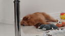 ANNAMAET安娜低脂瑪特狗糧易消化犬糧娜瑪特無(wú)谷里昂成犬糧深海魚(yú)控制體重 無(wú)谷低脂小顆粒 5磅*1袋 【26.7】 曬單實(shí)拍圖