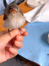白頭翁鳥(niǎo)食紅耳鵯鳥(niǎo)大山雀繡眼黃腹益生菌營(yíng)養靚羽壯膘專(zhuān)用鳥(niǎo)飼料 500g 1袋 亮羽增色 曬單實(shí)拍圖