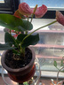 紅掌水培盆栽室內易養水生花卉白掌綠植一帆風(fēng)順客廳觀(guān)花植物粉掌 紅掌1顆（不含其他） 整體高度（28-35cm） 曬單實(shí)拍圖
