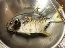 翔泰 海南大規(guī)格金鯧魚550g1條 海魚 生鮮魚類 火鍋 海鮮水產(chǎn) 曬單實(shí)拍圖
