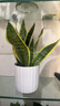 虎尾蘭金邊虎皮蘭室內客廳凈化空氣吸甲醛花卉盆栽花卉綠植植物 金邊虎皮蘭25-30cm3株+小白豎紋瓷盆 曬單實(shí)拍圖