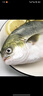 環(huán)球水產(chǎn)南海大規格金鯧魚(yú)550g1條 BAP認證 海魚(yú) 生鮮魚(yú)類(lèi) 火鍋 海鮮水產(chǎn) 曬單實(shí)拍圖