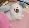 春燕美寵純種博美幼犬博美犬茶杯犬寵物狗活體白色長(cháng)不大的茶杯狗小狗幼崽 曬單實(shí)拍圖