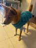 PUPPY GALLERY韓國荷葉邊小開(kāi)衫寵物狗狗衣服2025秋冬新款開(kāi)衫打底中小型犬 灰藍色 2XL 曬單實(shí)拍圖