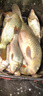 國良釣魚(yú)老中藥酒小藥野釣黑坑通用鯽魚(yú)鯉魚(yú)草鳊餌料誘魚(yú)添加劑誘食劑 中藥酒50ml 曬單實(shí)拍圖
