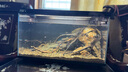 當(dāng)貝智能生態(tài)魚缸1Ultra 一體缸自循環(huán)雙過(guò)濾AI托養(yǎng)懶人家用桌面魚缸 曬單實(shí)拍圖