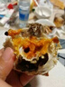 【活蟹】 陽澄姑娘大閘蟹 現(xiàn)貨鮮活特大螃蟹 海鮮水產(chǎn)生鮮禮盒裝 公4.5-4.8兩母3.5-3.8兩10只 曬單實(shí)拍圖