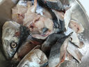深海馬鮫魚(yú)新鮮冷凍正宗大鲅魚(yú)海鮮400-500克/條 馬鮫魚(yú)1條 曬單實(shí)拍圖