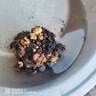 當年開(kāi)花芍藥種根帶芽芍藥根塊多年生芍藥花苗盆栽地載庭院陽(yáng)臺洛陽(yáng)牡丹花苗買(mǎi)三顆送一顆  16個(gè)芽頭 曬單實(shí)拍圖