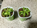捕蠅草植物食蟲(chóng)草捕蚊蟲(chóng)兒童學(xué)習植物盆栽驅蟲(chóng)植物新款套餐食人花 捕蠅草2盆【大苗】種植好發(fā)貨 曬單實(shí)拍圖