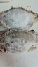 舟山梭子蟹鮮活特大野生大螃蟹新鮮冷凍海鮮水產海蟹飛蟹白蟹順豐 9兩以上/只【5斤凈重 超大肥美】 曬單實拍圖