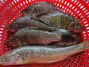 40付進(jìn)口魚(yú)鉤金袖伊豆伊勢(shì)尼短子線雙鉤綁好有無(wú)刺成品防纏繞精綁 金袖有刺鉤2/3+線0.6/0.6各20付 到手40付 曬單實(shí)拍圖