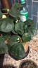 菩提樹(shù)盆栽小盼菩提盆景帶果中式禪意桌面擺件室內創(chuàng  )意好養綠植物 小盼菩提+蓮花盆+苔蘚+底座 曬單實(shí)拍圖