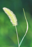 佳能EF24-105 24-70 70-200 全畫幅 長焦鏡頭 移軸鏡頭 變焦鏡頭 EF 70-200 F2.8 III USM三代 曬單實(shí)拍圖
