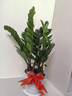雙盟金錢(qián)樹(shù)大型綠植盆栽辦公室內花卉除甲醛招財60-70cm白盆源頭直發(fā) 曬單實(shí)拍圖