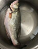 鮮活沖浪河鱸魚(yú)400-500g/條 曬單實(shí)拍圖