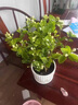 茉莉花盆栽帶花苞開(kāi)花不斷室內花卉綠植四季常青好養凈化空氣綠植 茉莉花1盆+花草陶瓷盆 曬單實(shí)拍圖