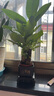 發(fā)財樹(shù)盆栽大植物室內辦公室桌面客廳小盆景招財樹(shù)苗綠植花卉盆栽 三桿發(fā)財樹(shù) 5-8cm【四方塑膠盆】 【送肥料】 曬單實(shí)拍圖
