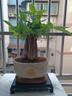 靜黛軒大盆三桿發(fā)財樹(shù)綠植盆栽室內開(kāi)業(yè)招財植物中式小盆景四季常青好養 加粗三桿發(fā)財樹(shù)（招財進(jìn)寶圓白盆）送底座 送陶粒 曬單實(shí)拍圖