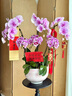 綠韻花田【兩小時(shí)達】蝴蝶蘭盆栽帶花苞花劍花盆真花蘭花送長(cháng)輩中秋節禮物 8株紫色（瓷盆隨機） 曬單實(shí)拍圖