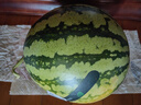 【產(chǎn)地直采】麒麟奶油西瓜 約5.5kg 曬單實拍圖