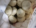大希地嵊州老面黑豬肉小籠包 900g 約36個 鮮肉手工包子 速食冷凍早餐 曬單實拍圖
