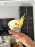 開元全價(jià)玄鳳鸚鵡糧750g 雞星人系列鸚鵡飼料種子混合鳥糧食雞飼料 曬單實(shí)拍圖