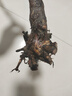 巨峰葡萄樹(shù)苖陽(yáng)光玫瑰葡萄樹(shù)苗無(wú)籽南方北方種植盆栽庭院爬藤果樹(shù) 優(yōu)質(zhì)脫毒【紅寶石1年苗】 30cm(含)-40cm(不含) 曬單實(shí)拍圖