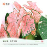 虹越（HONGYUE） 高端綠植彩葉芋盆栽 多品可選室內陽臺客廳裝飾觀葉植物 【KS彩葉芋】“粉色飛濺” 1加侖盆栽 曬單實拍圖