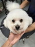亞歷山大淚痕粉伊斯坎爾狗淚痕粉提高免疫疏通淚管犬貓用營(yíng)養 100g*1瓶 曬單實(shí)拍圖