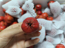 看得健【小喬農場(chǎng)】山楂果新鮮山楂鮮果冰糖葫蘆紅果孕婦水果酸甜 山楂大果5斤裝 曬單實(shí)拍圖