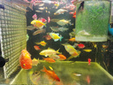 boxtech魚缸過濾器濾材套裝底濾水族箱凈水培菌納米材料魚池專用細(xì)菌屋 60CM底濾缸套餐送8D過濾棉 曬單實(shí)拍圖