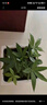 陽(yáng)凈【陶瓷盆】發(fā)財樹(shù)盆栽他批室內植物大棵客廳招財植物前臺綠植喬遷 【5年精品】S級三桿發(fā)財樹(shù)(原盆+招財吊牌) 曬單實(shí)拍圖