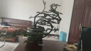 小葉紫檀樹(shù)樁盆景植物花卉盆栽辦公室陽(yáng)臺綠植黑骨茶耐寒耐暑小樹(shù) 綠色 曬單實(shí)拍圖