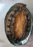 【扭扭鮑】鮮活中鮑魚(yú)1只（14-16頭/500g） 曬單實(shí)拍圖